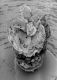 image of Paleoclusia chevalieri