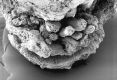 image of Paleoclusia chevalieri