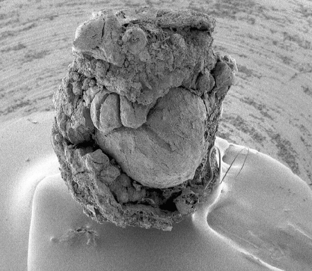 Clusiaceae Paleoclusia chevalieri