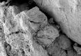 image of Paleoclusia chevalieri