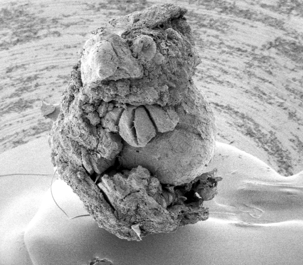 Clusiaceae Paleoclusia chevalieri