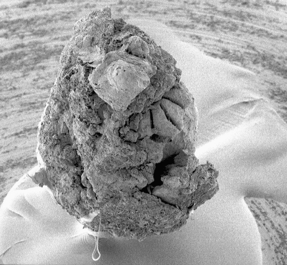 Clusiaceae Paleoclusia chevalieri