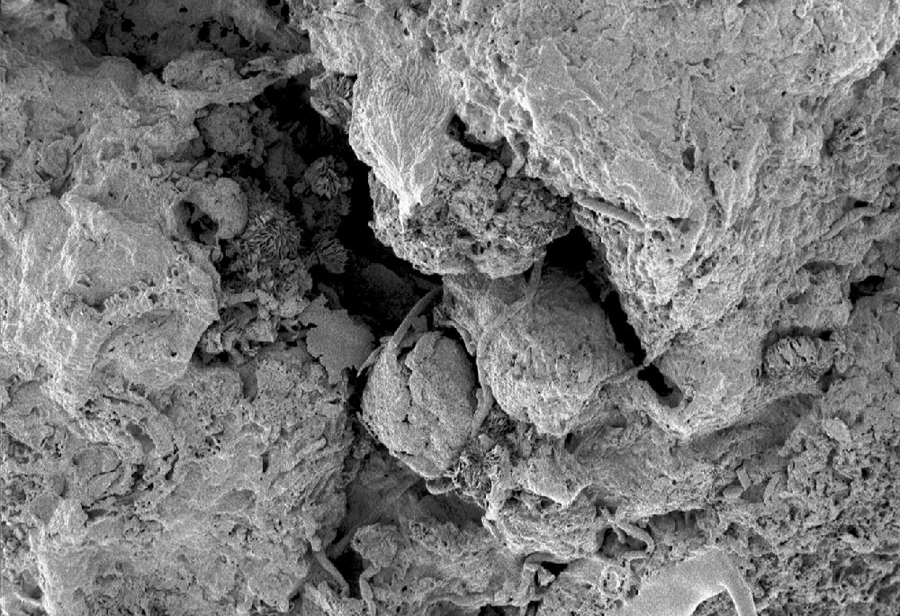Clusiaceae Paleoclusia chevalieri