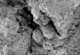 image of Paleoclusia chevalieri