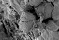 image of Paleoclusia chevalieri