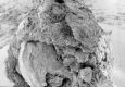 image of Paleoclusia chevalieri