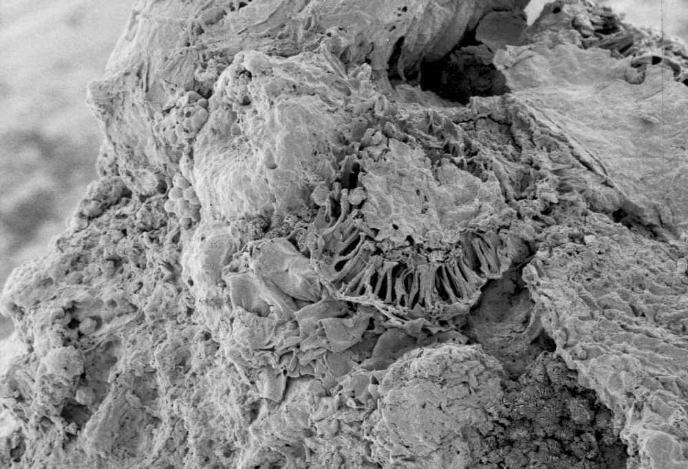 Clusiaceae Paleoclusia chevalieri