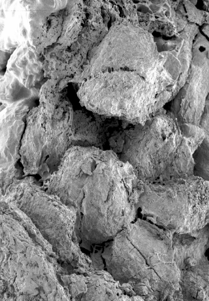 Clusiaceae Paleoclusia chevalieri