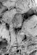 image of Paleoclusia chevalieri
