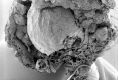 image of Paleoclusia chevalieri