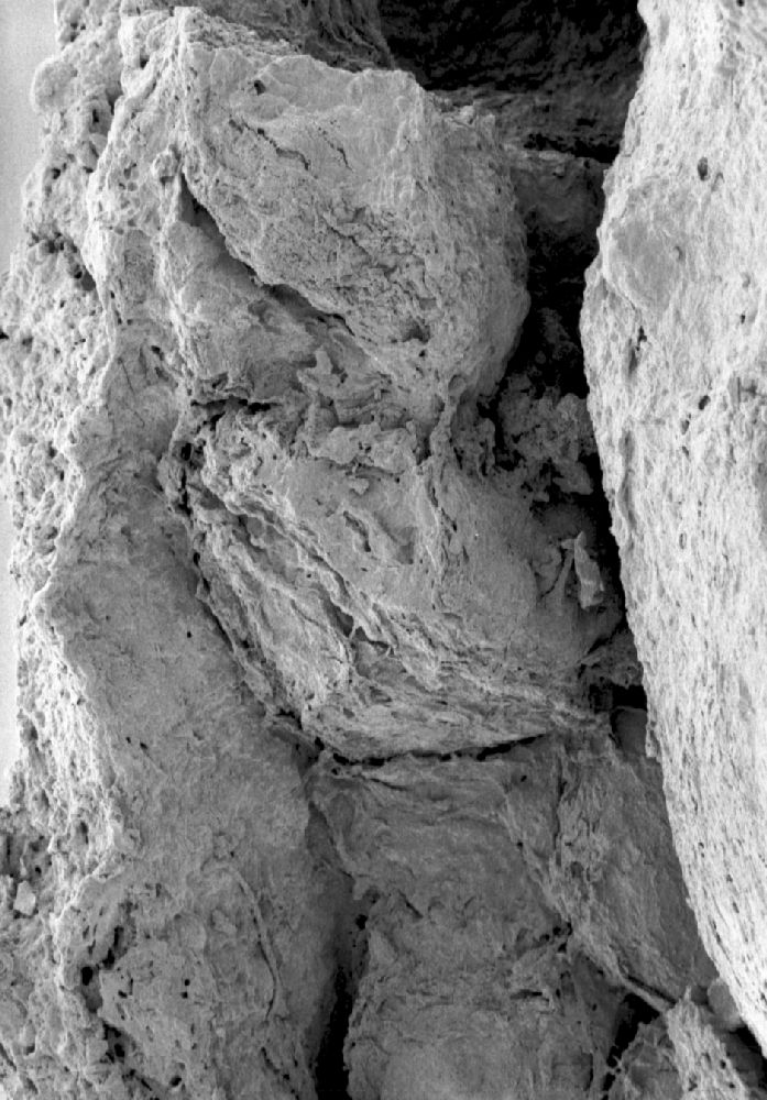 Clusiaceae Paleoclusia chevalieri