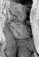image of Paleoclusia chevalieri