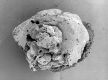 image of Paleoclusia chevalieri