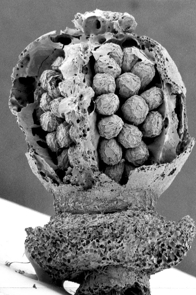 Clusiaceae Paleoclusia chevalieri