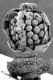 image of Paleoclusia chevalieri