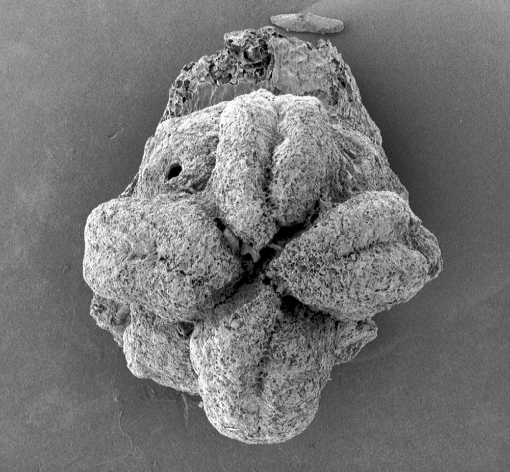 Clusiaceae Paleoclusia chevalieri
