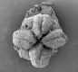 image of Paleoclusia chevalieri