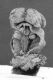 image of Paleoclusia chevalieri