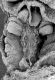 image of Paleoclusia chevalieri