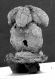 image of Paleoclusia chevalieri