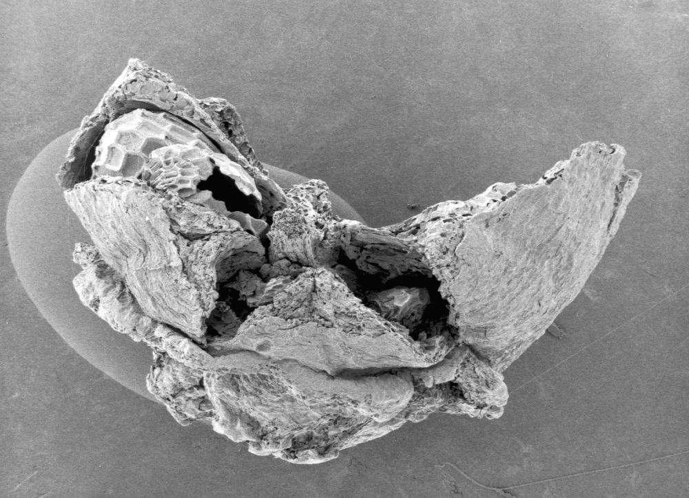 Clusiaceae Paleoclusia chevalieri