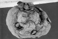 image of Paleoclusia chevalieri