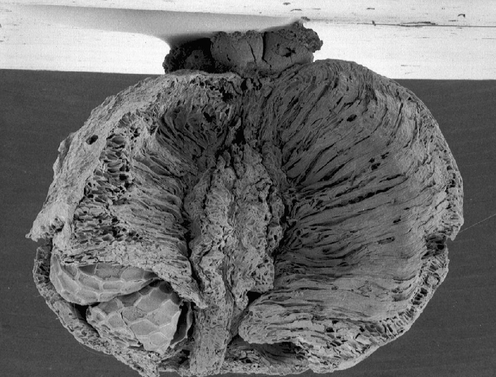 Clusiaceae Paleoclusia chevalieri