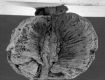 image of Paleoclusia chevalieri