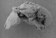 image of Paleoclusia chevalieri