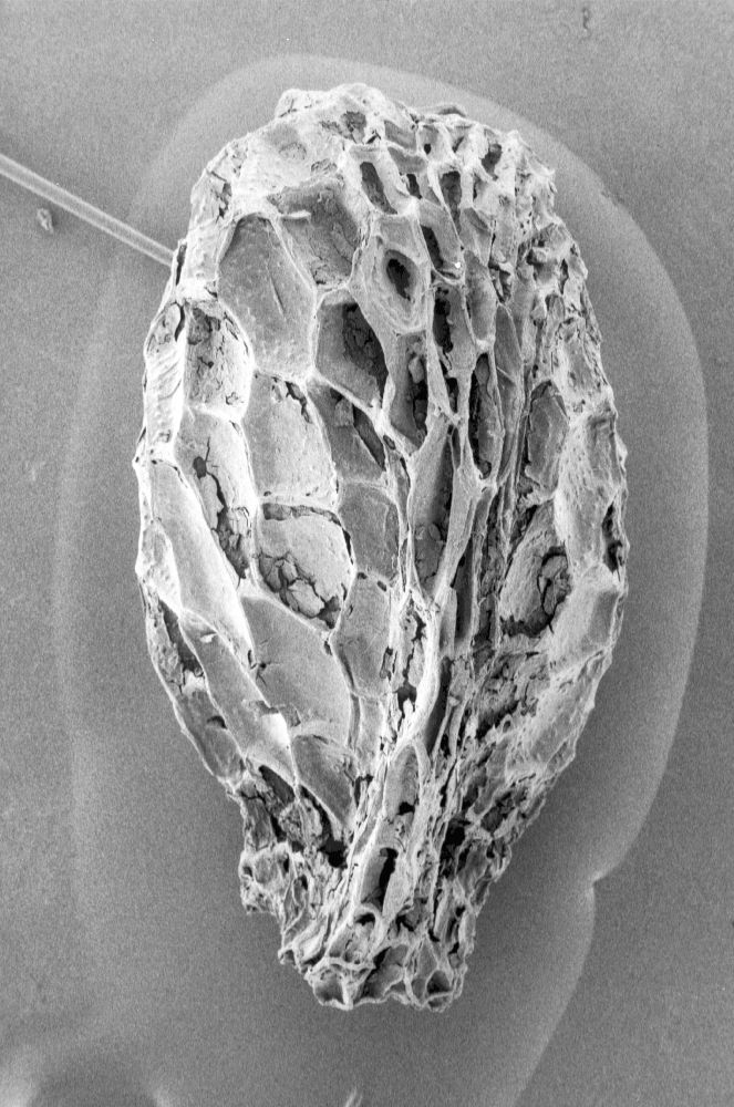 Clusiaceae Paleoclusia chevalieri