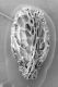 image of Paleoclusia chevalieri