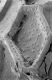 image of Paleoclusia chevalieri