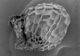 image of Paleoclusia chevalieri