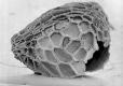 image of Paleoclusia chevalieri