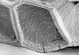 image of Paleoclusia chevalieri