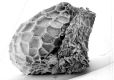 image of Paleoclusia chevalieri