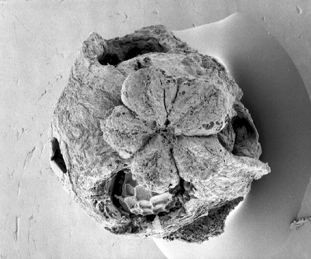 Clusiaceae Paleoclusia chevalieri