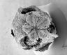 image of Paleoclusia chevalieri