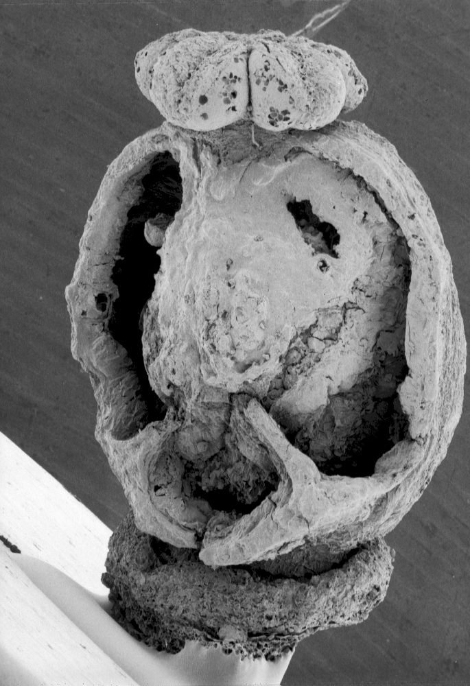 Clusiaceae Paleoclusia chevalieri
