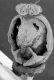 image of Paleoclusia chevalieri