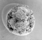 image of Paleoclusia chevalieri