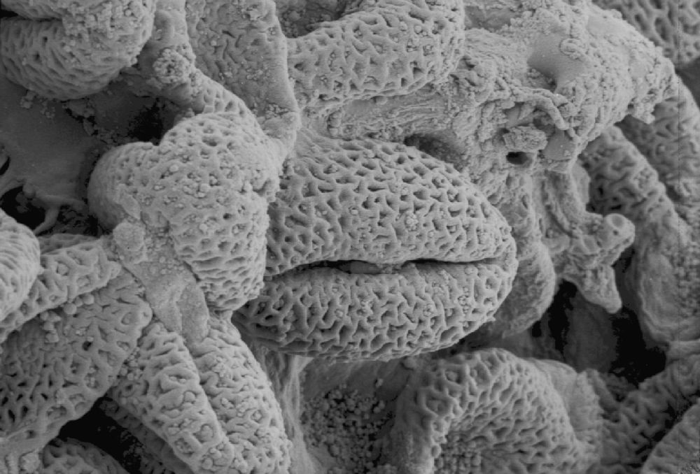 Clusiaceae Paleoclusia chevalieri