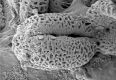 image of Paleoclusia chevalieri