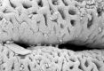 image of Paleoclusia chevalieri
