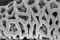 image of Paleoclusia chevalieri