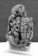 image of Paleoclusia chevalieri