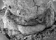 image of Paleoclusia chevalieri