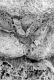 image of Paleoclusia chevalieri