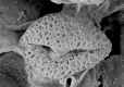 image of Paleoclusia chevalieri