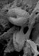 image of Paleoclusia chevalieri